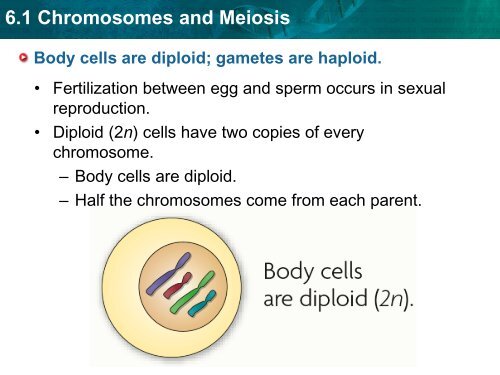 6.1 Chromosomes and Meiosis