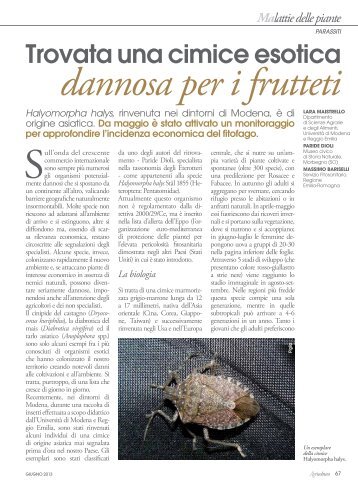 Trovata una cimice esotica dannosa per i frutteti - Agricoltura ...