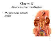 The Somatic Nervous System