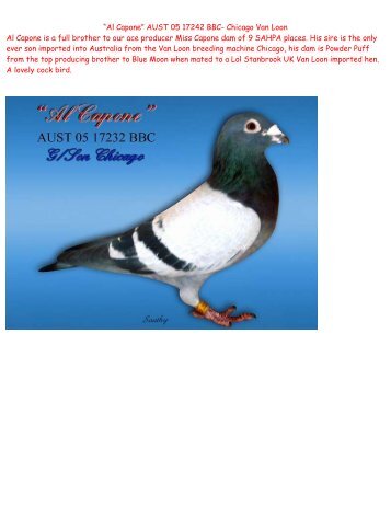 “Al Capone” AUST 05 17242 BBC- Chicago Van ... - pigeon sales