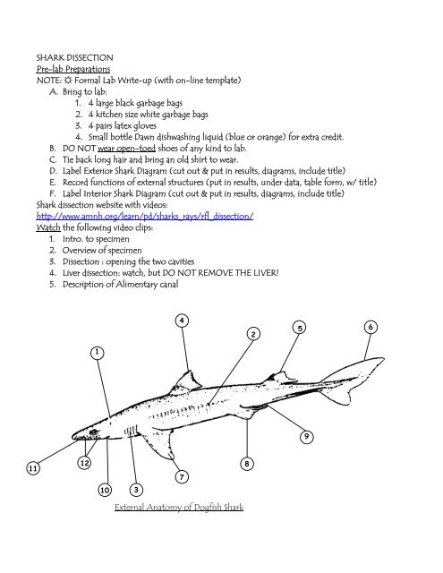 SHARK DISSECTION Pre-lab Preparations NOTE: Formal Lab Write ...