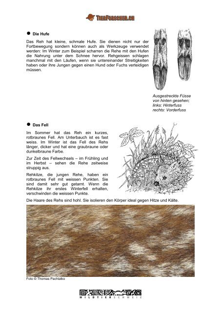 Wie sieht das Reh aus - Tierforscher.ch