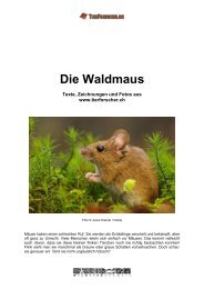 Waldmaus - Tierforscher.ch
