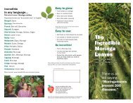 The Incredible Moringa Leaves - Trees for Life
