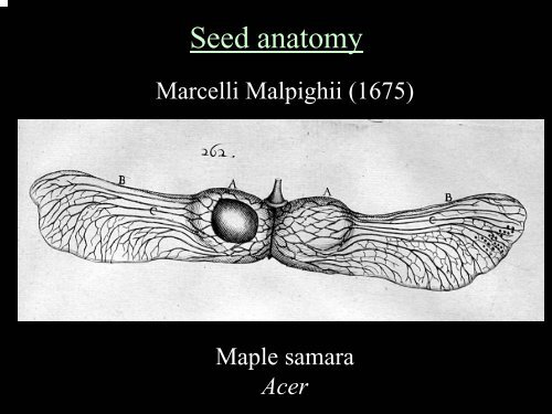 History of Plant Prop Techniques (Geneve) - Aggie Horticulture