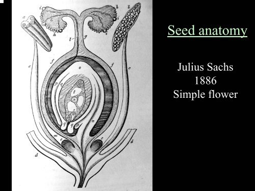 History of Plant Prop Techniques (Geneve) - Aggie Horticulture