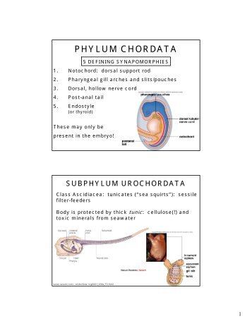 PHYLUM CHORDATA