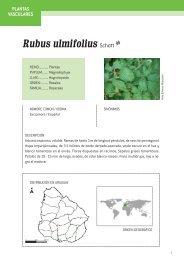 Rubus ulmifolius Schott *