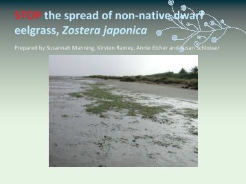 Stop the Spread of Non-Native Dwarf Eelgrass, Zostera japonica