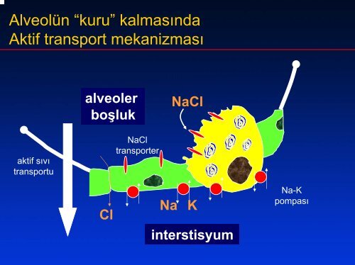 Pulmoner Ã¶dem