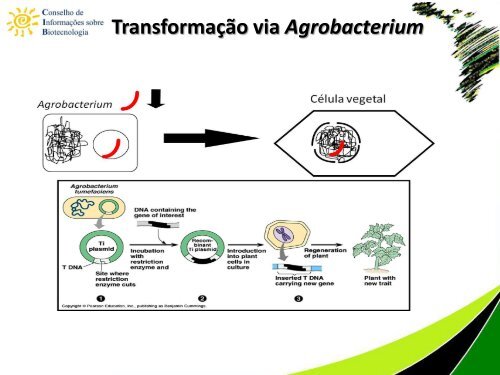 Biotecnologia na produção de alimentos e os benefícios de ... - CIB