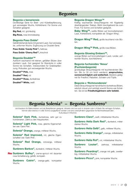 Begonien Begonia SoleniaÂ® â€“ Begonia SunbreroÂ®