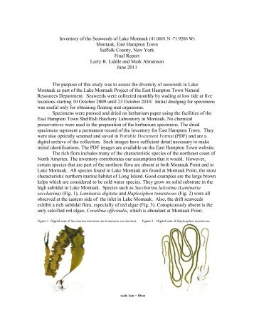 Inventory of the Seaweeds of Lake Montauk - Town of East Hampton