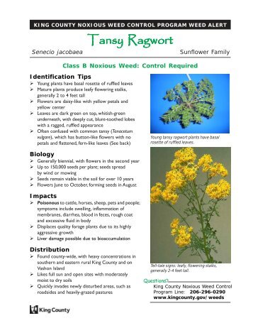 Tansy Ragwort (Senecio jacobaea) - King County Noxious Weed Alert