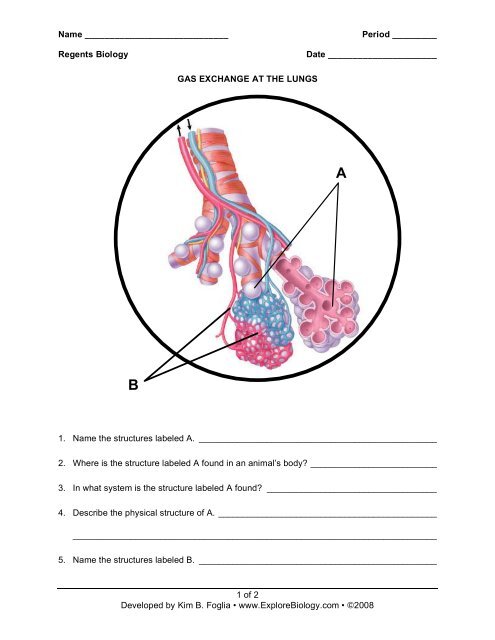 Gas Exchange Review Explore Biology