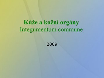 KÃ…Â¯Ã…Â¾e a koÃ…Â¾nÃƒÂ­ orgÃƒÂ¡ny Integumentum commune