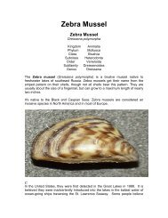 Zebra Mussel - Arvada