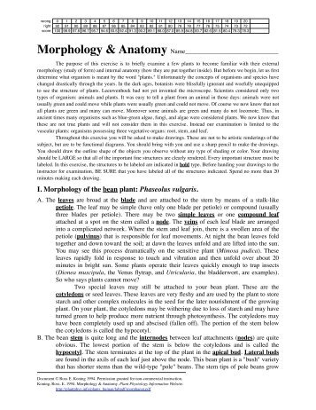 Morphology and Anatomy - Home Page for Ross Koning