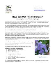 Have You Met This Hydrangea? Introducing Blue ... - Proven Winners