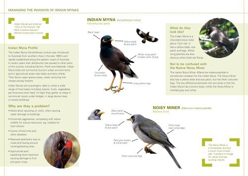 Indian Myna Bird Pamphlet - Coffs Harbour City Council