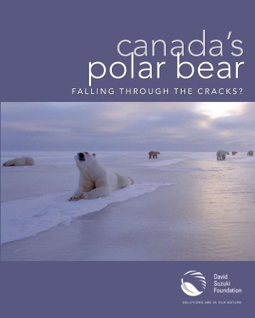 Canada's Polar Bear: Falling through the Cracks? - David Suzuki ...