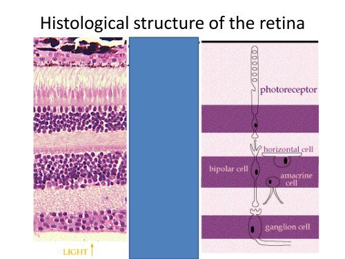 Review of anatomy & physiology of the Retina