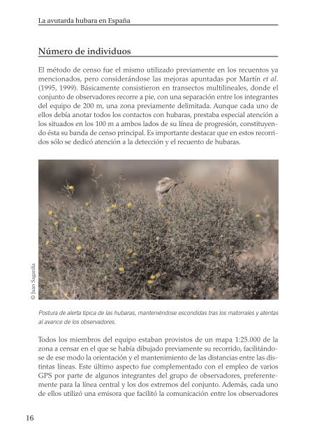 La avutarda hubara - SEO/BirdLife