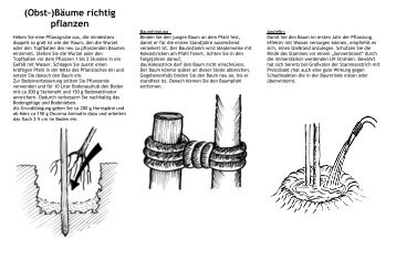 (Obst-)BÃ¤ume richtig pflanzen - Gartenbaumschule Timm