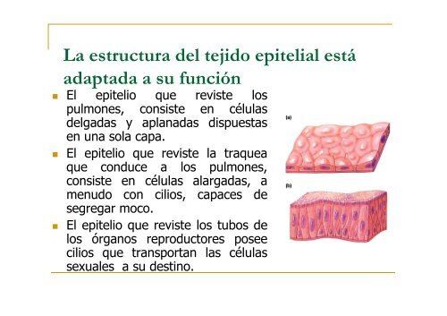 TEJIDOS ANIMALES y VEGETALES [Modo de compatibilidad]