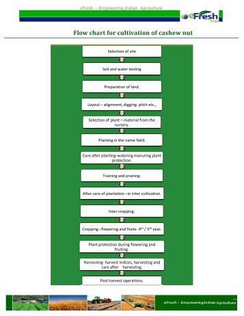 Flow chart for cultivation of cashew nut - Efresh India