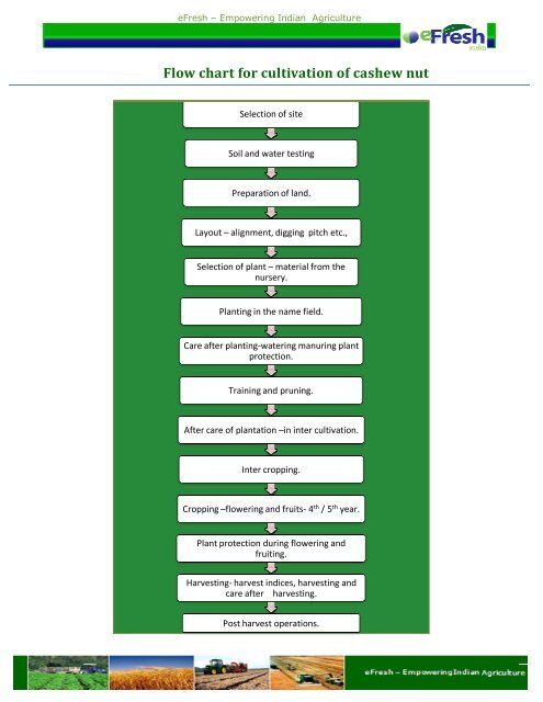 Cashew Size Chart