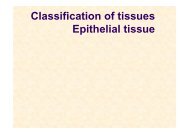 Classification of tissues Epithelial tissue