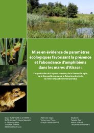 rapport - Bufo - Free