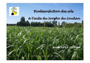 BiodÃ©sinfection des sols Ã  l'aide du Sorgho du Soudan - La PugÃ¨re