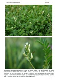 Astragalus hamosus (anzuelos). Planta herbÃ¡cea ... - Aulados.net
