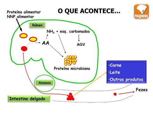 Acidose Ruminal