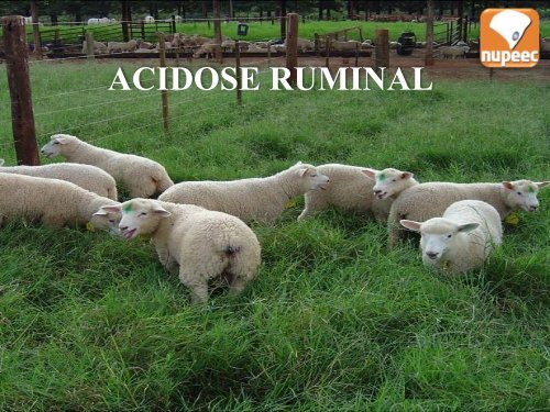 Acidose Ruminal