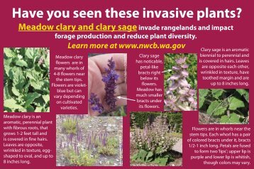 Meadow clary - Washington State Noxious Weed Control Board