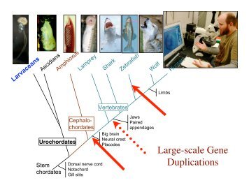 (Class October 30th, 2008): Chordate evolution