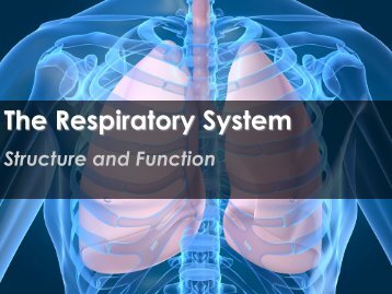 The Respiratory System - Science with Mr. Enns