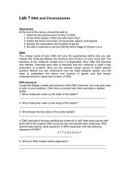 Lab 7 DNA and Chromosomes