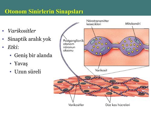 OTONOM SÄ°NÄ°R SÄ°STEMÄ°