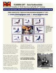FLANDRIA LOFT - Ozzie VanHaverbeke - Choice Pigeon Auctions