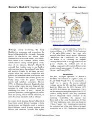 Brewer's Blackbird - Michigan Breeding Bird Atlas Website