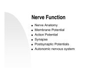Nerve Function
