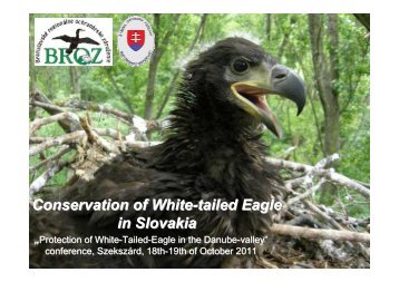 Conservation of White-tailed Eagle in Slovakia - DANUBEPARKS