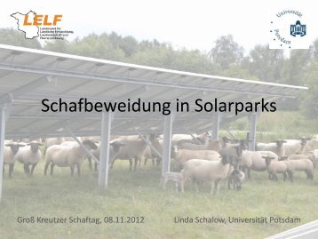Schafbeweidung in Solarparks_Schalow.pdf - Schafzuchtverband ...