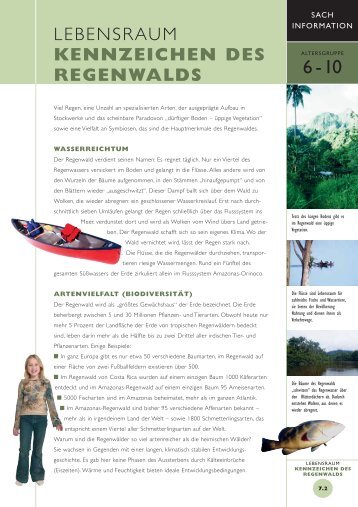 Kennzeichen des Regenwaldes