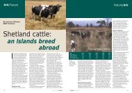 Shetland cattle: - Rare Breeds Survival Trust