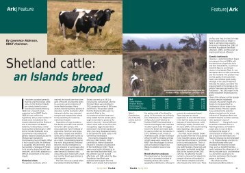 Shetland cattle: - Rare Breeds Survival Trust